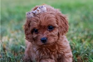 Amiyah - Cavapoo for sale