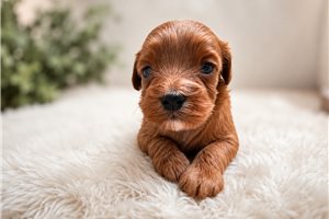 Aria - puppy for sale