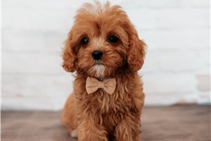 Adam - Cavapoo for sale