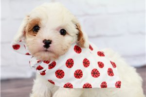 Basil - Cavapoo for sale