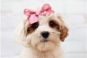 Bambi - Cavapoo for sale