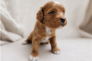 Adam - Cavapoo for sale