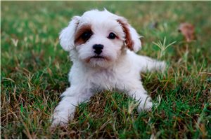 Basil - Cavapoo for sale