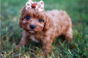 Aria - Cavapoo for sale