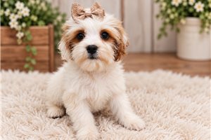 Bambi - Cavapoo for sale