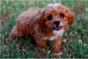 Blake - Cavapoo for sale