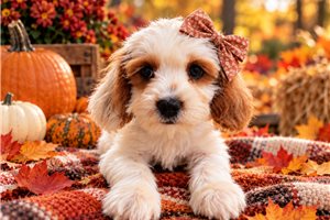 Bambi - Cavapoo for sale