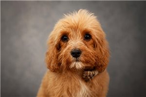 Adam - Cavapoo for sale