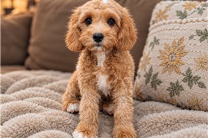 Adam - Cavapoo for sale