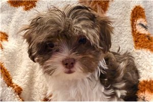 Carolyn - Yorkshire Terrier - Yorkie for sale