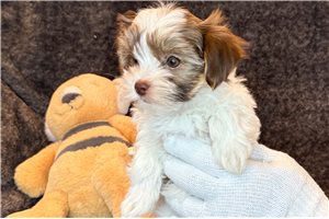 Cody - puppy for sale