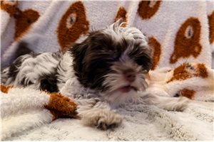 Cole - Yorkshire Terrier - Yorkie for sale