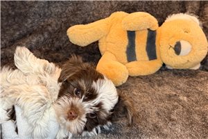 Cole - Yorkshire Terrier - Yorkie for sale
