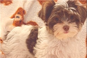 Colin - Yorkshire Terrier - Yorkie for sale