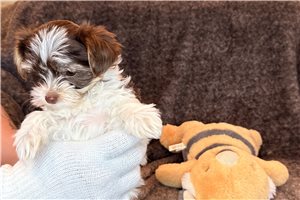 Colin - puppy for sale