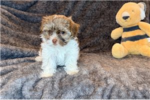 Carolyn - puppy for sale