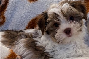 Cody - Yorkshire Terrier - Yorkie for sale