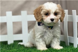 Egon - Cavapoo for sale