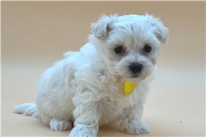 Otto - Maltipoo for sale