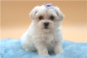 Opal - Maltipoo for sale