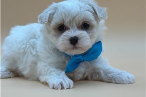 Oscar - puppy for sale