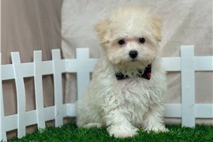 Giles - Malti Poo - Maltipoo for sale