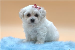 Olive - puppy for sale