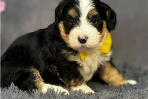 Lopez - puppy for sale