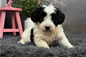 Lucille - puppy for sale