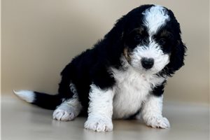 Logan - Bernedoodle, Mini for sale