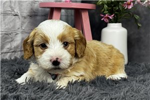 Liam - puppy for sale