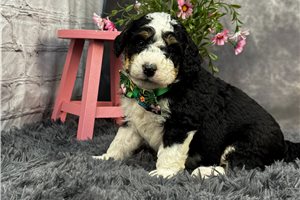 Logan - puppy for sale