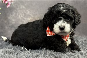 Lucas - puppy for sale