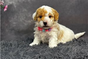 Lillian - Bernedoodle, Mini for sale