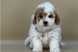 Lillian - Bernedoodle, Mini for sale