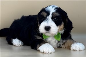 Lopez - Mini Bernedoodle for sale