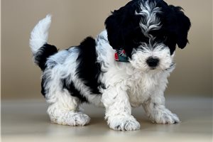 Lucky - Bernedoodle, Mini for sale