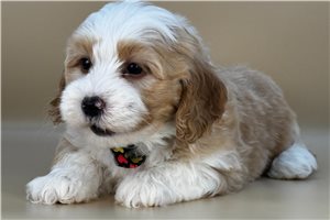 Liam - Bernedoodle, Mini for sale