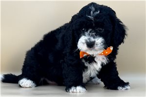 Lucas - Bernedoodle, Mini for sale