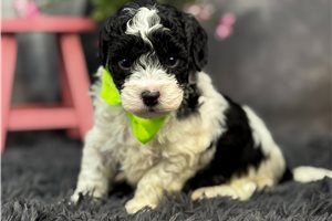 Lucky - puppy for sale