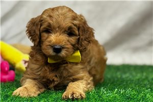 Hitch - Goldendoodle, Mini for sale