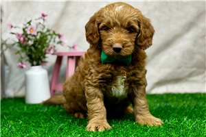 Henri - puppy for sale