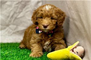 Humphrey - puppy for sale