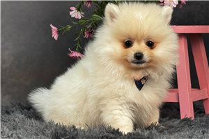 Iago - Pomeranian for sale