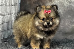 Iris - Pomeranian for sale