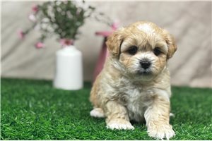 Gabriel - Shih-Poo - Shihpoo for sale