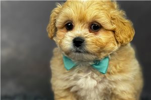 Gabriel - Shih-Poo - Shihpoo for sale