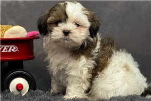 Jessica - puppy for sale