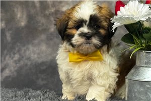 Jenson - puppy for sale