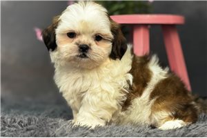 Jersey - Shih Tzu for sale